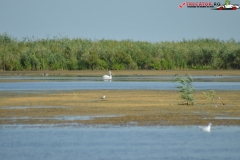 Rezervaţia Biosferei Delta Dunării Sulina 95