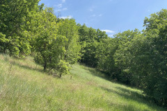 Rezervația Naturală Dealul Bujorulu Nicolae Balceascu 40