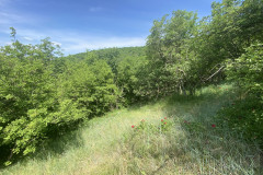 Rezervația Naturală Dealul Bujorulu Nicolae Balceascu 55