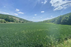 Rezervația Naturală Dealul Bujorulu Nicolae Balceascu 68