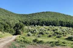Rezervația naturală Dealul Sarica 17