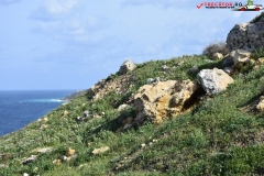 Rezervatia naturala Għajn Barrani Gozo, Malta 15