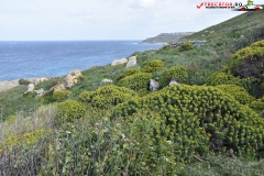 Rezervatia naturala Għajn Barrani Gozo, Malta 25
