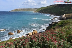 Rezervatia naturala Għajn Barrani Gozo, Malta 43