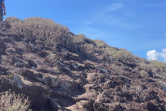 Rezervația naturală specială Montaña Roja, Tenerife 36