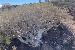 Rezervația naturală specială Montaña Roja, Tenerife 38