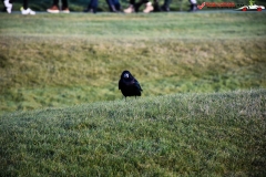 Stonehenge, Anglia 66