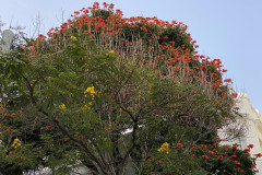 Santa Cruz de Tenerife, Tenerife 49