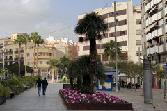 Santa Cruz de Tenerife, Tenerife 80