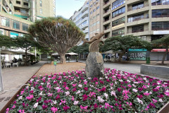 Santa Cruz de Tenerife, Tenerife 90