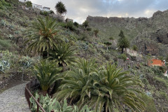 Satul Masca, Tenerife 47