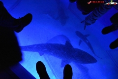 Sea Life London Aquarium 08