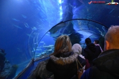 Sea Life London Aquarium 19