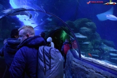 Sea Life London Aquarium 20