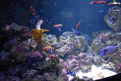 Sea Life London Aquarium 29