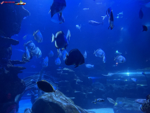 Sea Life London Aquarium septembrie 2024 16