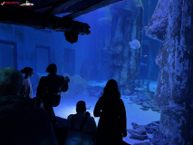 Sea Life London Aquarium septembrie 2024 29