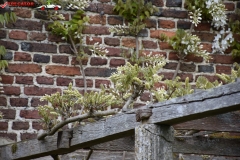 Sissinghurst Castle Garden Anglia 083