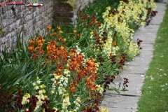 Sissinghurst Castle Garden Anglia 104