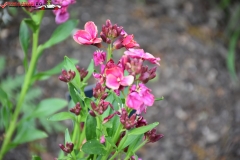 Sissinghurst Castle Garden Anglia 138