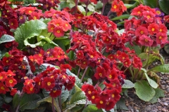 Sissinghurst Castle Garden Anglia 142