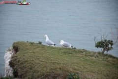 The White Cliffs of Dover 135