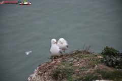 The White Cliffs of Dover 140