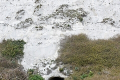 The White Cliffs of Dover 232