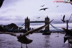 Tower Bridge Londra 83