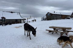 Traseu Drumul Familiar - Cabana Piatra Mare  ianuarie 2022 90