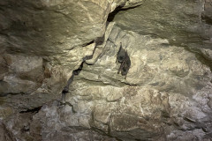 Tunelul cu lilieci din Canaraua Fetii 04