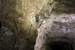 Tunelul cu lilieci din Canaraua Fetii 12