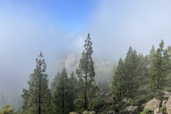 Varful Roque Nublo, Gran Canaria 17