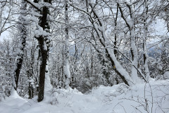 Vârful Tâmpa, iarna Brasov 183