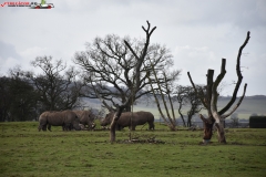 ZSL Whipsnade Zoo Anglia 100