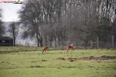 ZSL Whipsnade Zoo Anglia 103