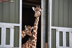 ZSL Whipsnade Zoo Anglia 107