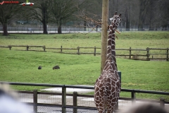 ZSL Whipsnade Zoo Anglia 116