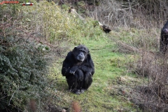 ZSL Whipsnade Zoo Anglia 131