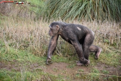 ZSL Whipsnade Zoo Anglia 136