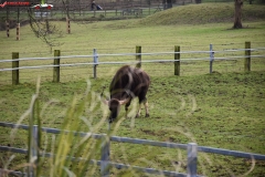 ZSL Whipsnade Zoo Anglia 151