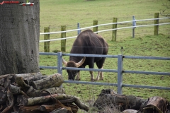 ZSL Whipsnade Zoo Anglia 154