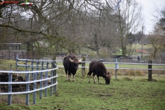 ZSL Whipsnade Zoo Anglia 156