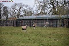 ZSL Whipsnade Zoo Anglia 161