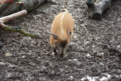 ZSL Whipsnade Zoo Anglia 165