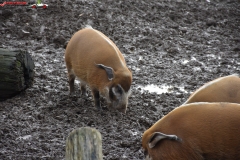 ZSL Whipsnade Zoo Anglia 167