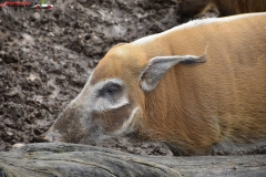 ZSL Whipsnade Zoo Anglia 169