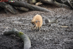 ZSL Whipsnade Zoo Anglia 170