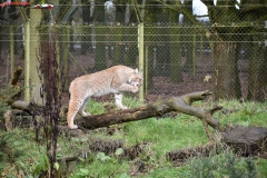 ZSL Whipsnade Zoo Anglia 40