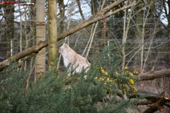 ZSL Whipsnade Zoo Anglia 41